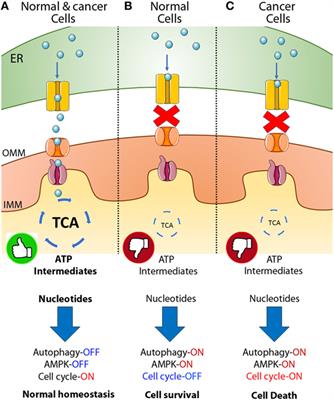 Endoplasmic Reticulum–Mitochondria Calcium Communication and the Regulation of Mitochondrial Metabolism in Cancer: A Novel Potential Target